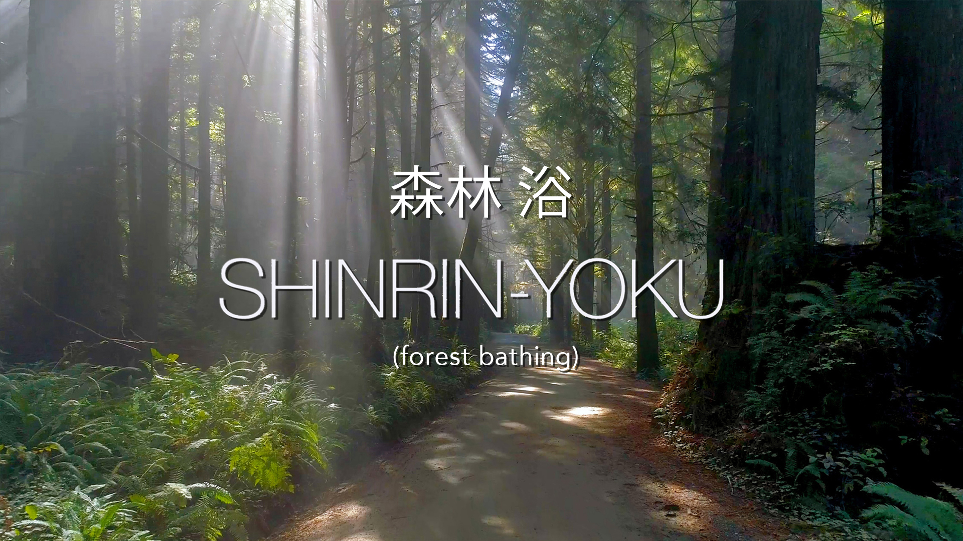El Shinrin-Yoku, traducido como “bañarse en la atmósfera del bosque”